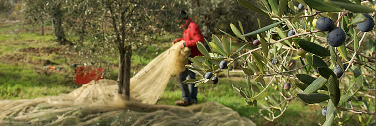 raccolta delle olive 3
